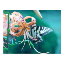 Blue-Green Butterfly Postcards