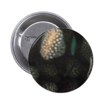 Blue-green Chromis (Chromis viridis) Pins