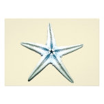 Blue & Green Sea Shells Announcement