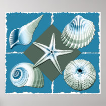 Blue & Green Sea Shells
