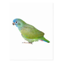 Blue Head Pionus Parrot Postcards