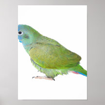 Blue Head Pionus Parrot Poster