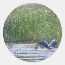 Blue Heron at Stillwater wildlife refuge Sticker