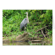 Blue Heron Greeting Card