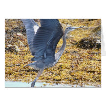 Blue Heron Greeting Cards