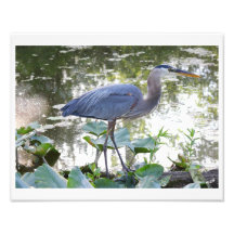 Blue Heron Photo