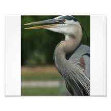 Blue Heron Art Photo