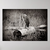 Blue Heron Photograph - Black and White