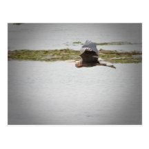 Blue Heron Post Cards