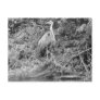 Blue Heron Post Card