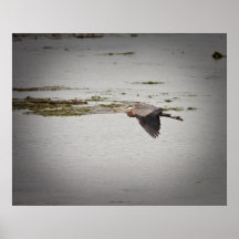 Blue Heron Poster