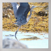 Blue Heron Poster