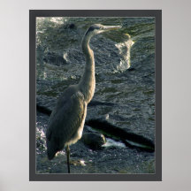 Blue Heron Poster