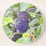 Blue Hummingbird Photo Beverage Coaster