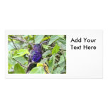 Blue Hummingbird Photo Personalized Photo Card