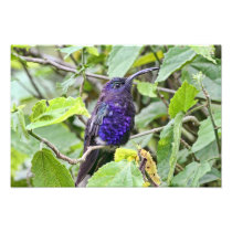 Blue Hummingbird Photo