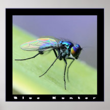 Blue Hunter Print