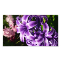 Blue Hyacinth Photo Print