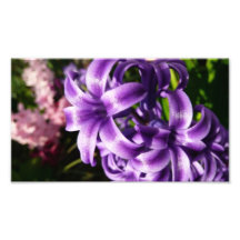 Blue Hyacinth Photo Print