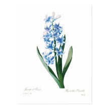 Blue Hyacinth Postcard