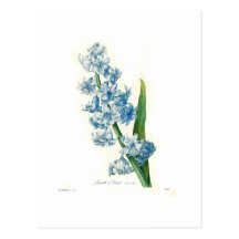 Blue Hyacinth Postcards