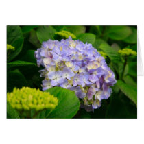 Blue Hydrangea Greeting Card
