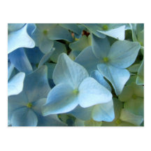 Blue Hydrangea Flower II Postcard