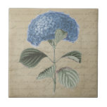 Blue Hydrangea Flower on Vintage Parchment Tile