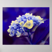 Blue Hydrangea Flower Photography Poster Print
