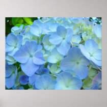 Blue Hydrangea Flowers Fine Art Prints