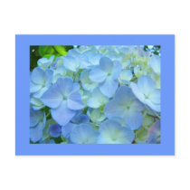 Blue Hydrangea Flowers postcards Floral Hydrangeas