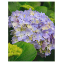Blue Hydrangea Flyer