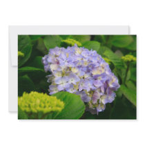 Blue Hydrangea Announcements