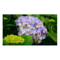 Blue Hydrangea - Pocket calendar Business Card Templates