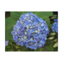 Blue -Hydrangea Post Cards