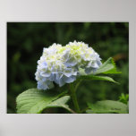 Blue Hydrangea Print