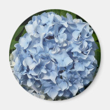 Blue Hydrangeas Magnet