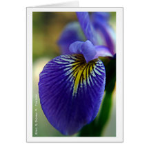 Blue Iris II Greeting Cards
