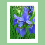 blue iris postcards