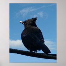 Blue Jay 958 posters