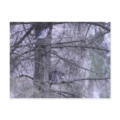 blue Jay and a squirrel Post Cards by nynhhrxr