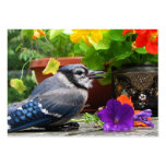 Blue Jay and Flowers ATC