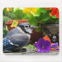 Blue Jay and Flowers