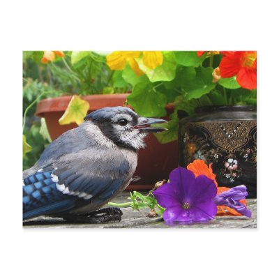 Blue Jay and Flowers by Bebops