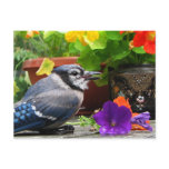 Blue Jay and Flowers postcards