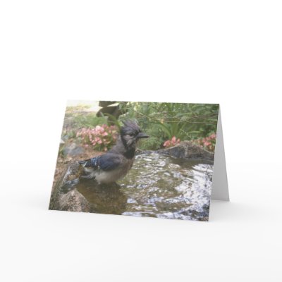 Blue Jay Bath Card by naturegirl7