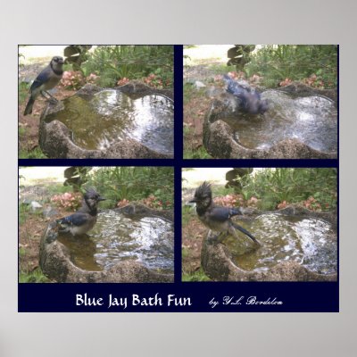 Blue Jay Bath Fun Posters by naturegirl7