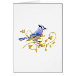Blue Jay Beauty Greeting Card