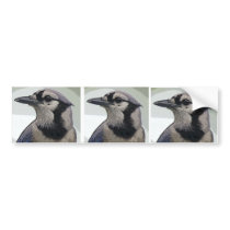 Blue Jay Bird Bumper Sticker