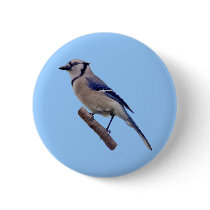 Blue Jay Bird Buttons